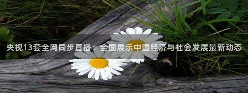 袋鼠直播在线观看：央视13套全网同步直播：全面展示中国经济与社会发展最新动态