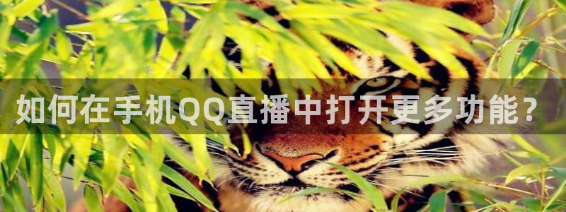袋鼠体育直播下载：如何在手机QQ直播中打开更多功能？